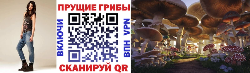где купить наркотик  Кодинск  Псилоцибиновые грибы Magic Shrooms 